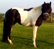 Ragtime Nation, the Stallion of Leg Up Stables