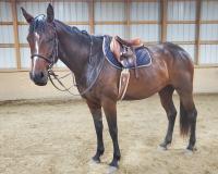 Picture of Cricket, a brown horse